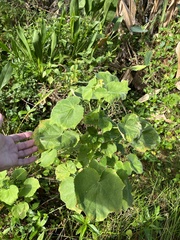Hibiscus furcellatus