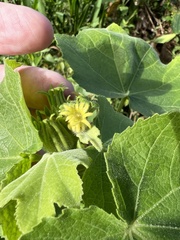 Hibiscus furcellatus