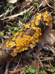 Trichoderma sulphureum