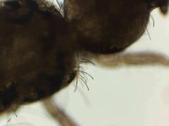 Pseudosinella rolfsi