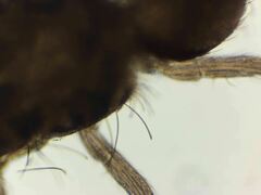 Pseudosinella rolfsi