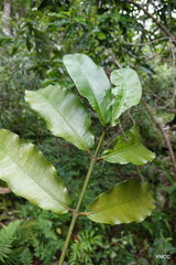 Clusiaceae