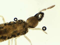 Pseudosinella rolfsi