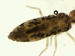 Pseudosinella rolfsi