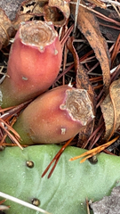 Opuntia fragilis