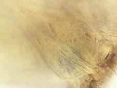 Pseudosinella rolfsi