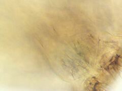 Pseudosinella rolfsi