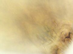 Pseudosinella rolfsi