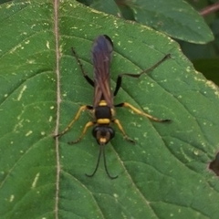 Sceliphron asiaticum