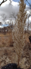 Phragmites