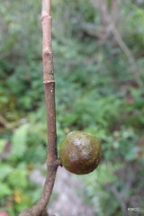 Clusiaceae