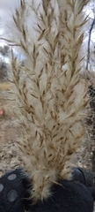 Phragmites