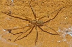 Acanthocteninae
