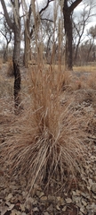 Phragmites