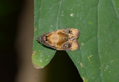 Ditula angustiorana