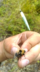 Oestrinae