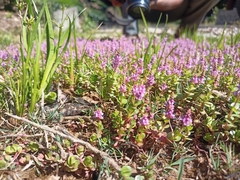 Rotala rotundifolia