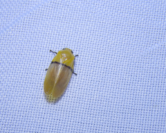 Monecphora cingulata