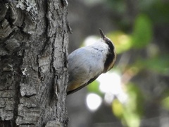 Aphrastura spinicauda