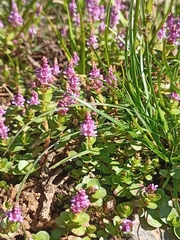 Rotala rotundifolia