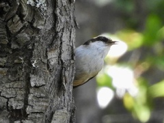 Aphrastura spinicauda