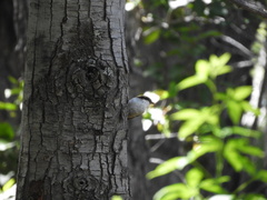 Aphrastura spinicauda