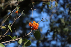 Cordia dodecandra