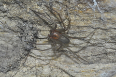 Loxosceles amazonica