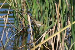 Ploceus melanocephalus