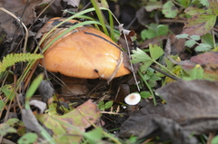 Suillus asiaticus