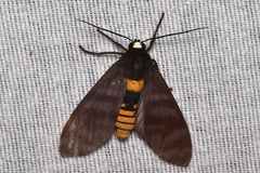 Pachydota