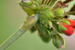 Cacyreus marshalli