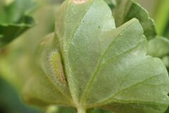 Cacyreus marshalli