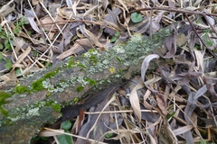 Phaeophyscia