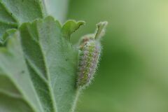 Cacyreus marshalli
