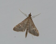 Dolicharthria punctalis