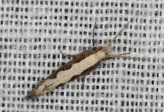 Plutella xylostella-australiana