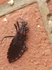 Panstrongylus megistus