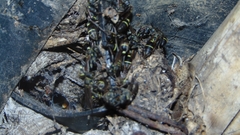 Mischocyttarus pallidipectus