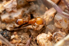 Solenopsis aurea