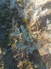 Artemisia dracunculus glauca