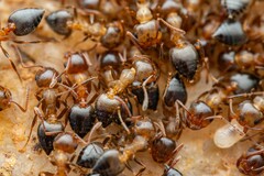 Crematogaster opuntiae