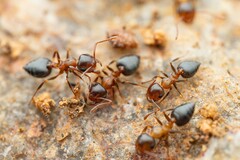 Crematogaster opuntiae