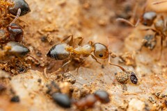 Crematogaster opuntiae