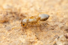 Crematogaster opuntiae