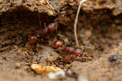 Tetramorium hispidum