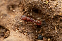 Tetramorium hispidum