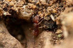 Tetramorium hispidum