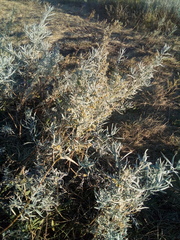 Artemisia dracunculus glauca