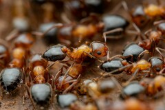 Crematogaster opuntiae